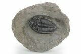 Fossil Zlichovaspis Trilobite - Atchana, Morocco #347297-3